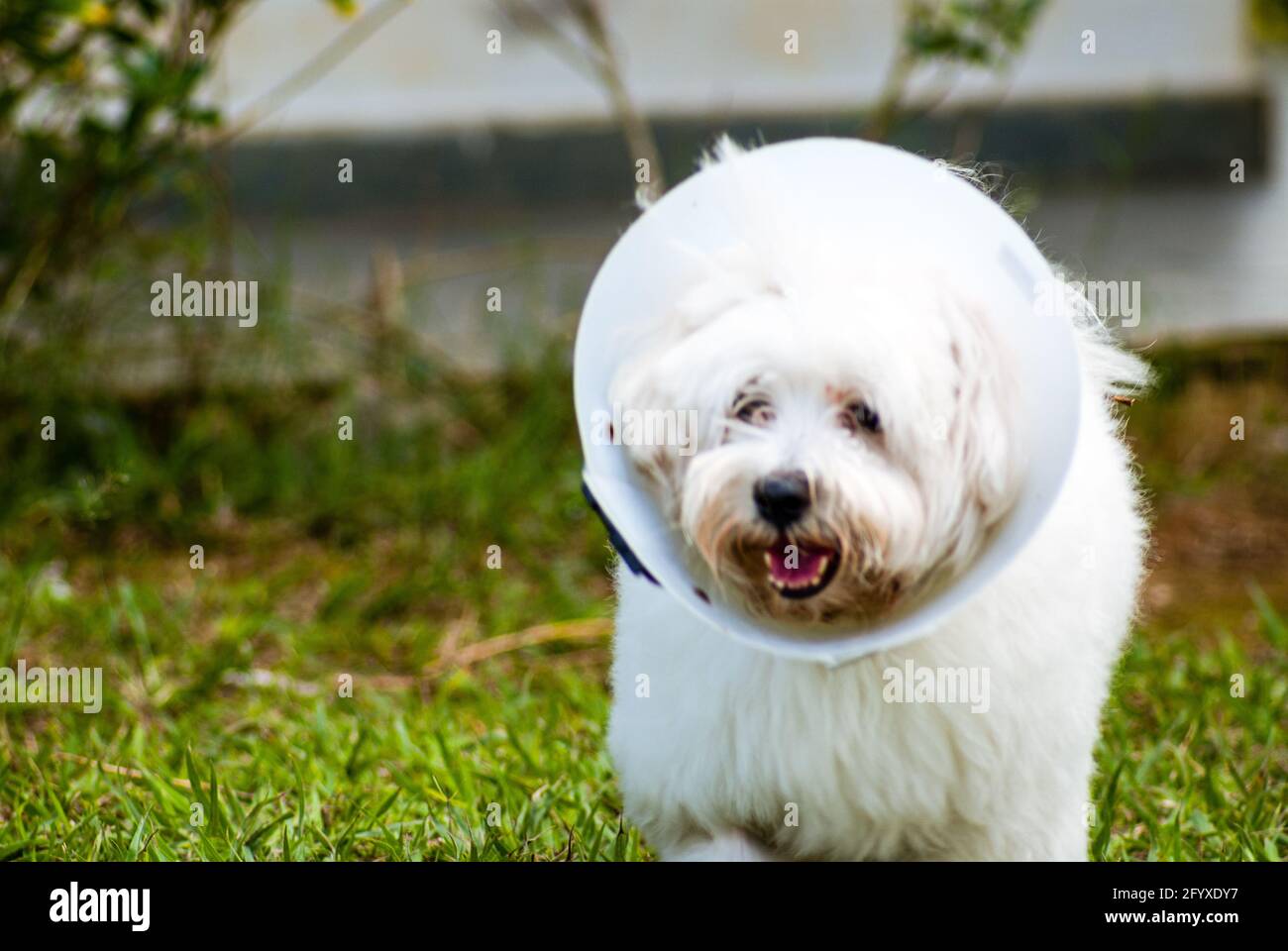 White dog with Elizabethan collar Stock Photo Alamy