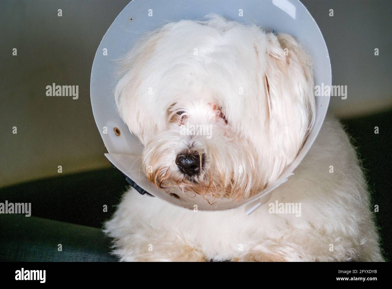 White dog with Elizabethan collar Stock Photo Alamy