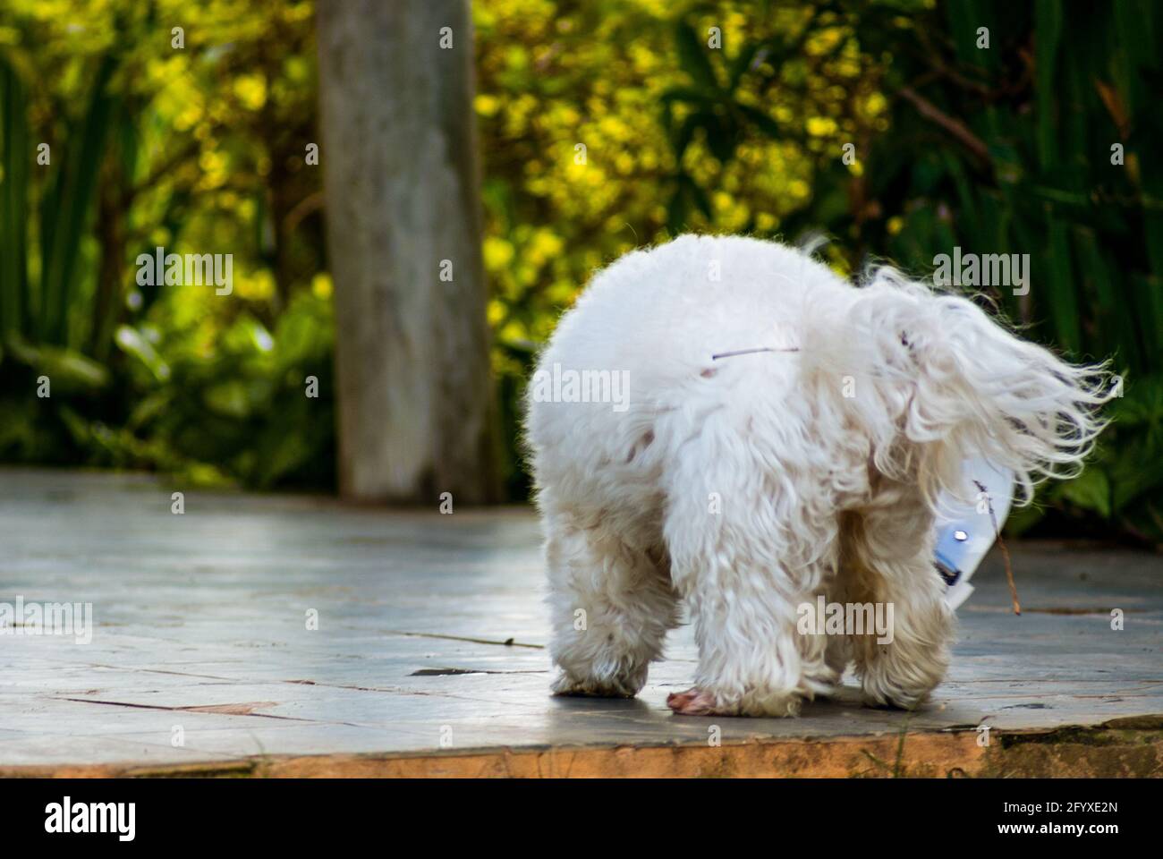 White dog with Elizabethan collar Stock Photo Alamy