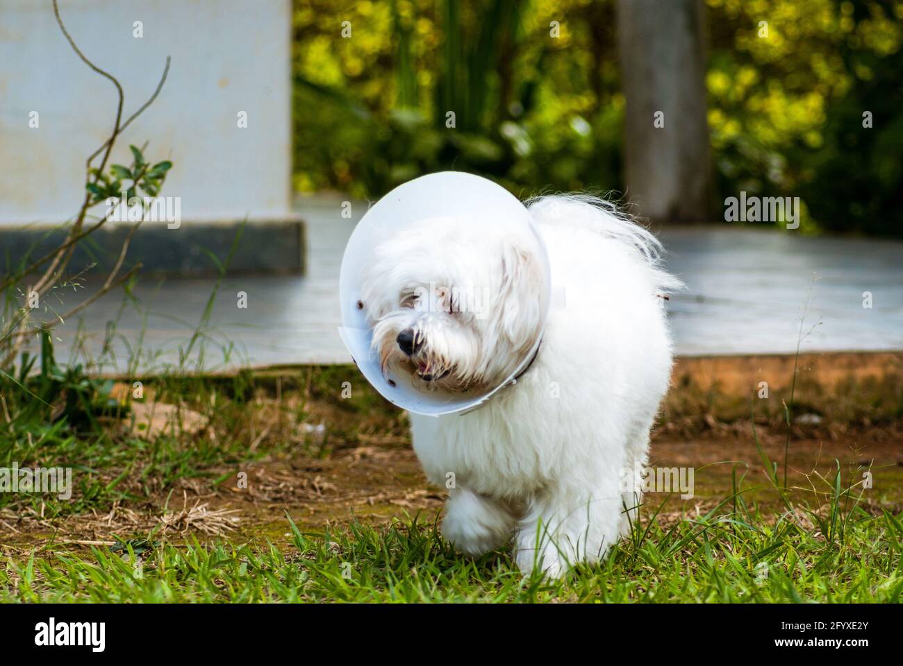 White dog with Elizabethan collar Stock Photo Alamy