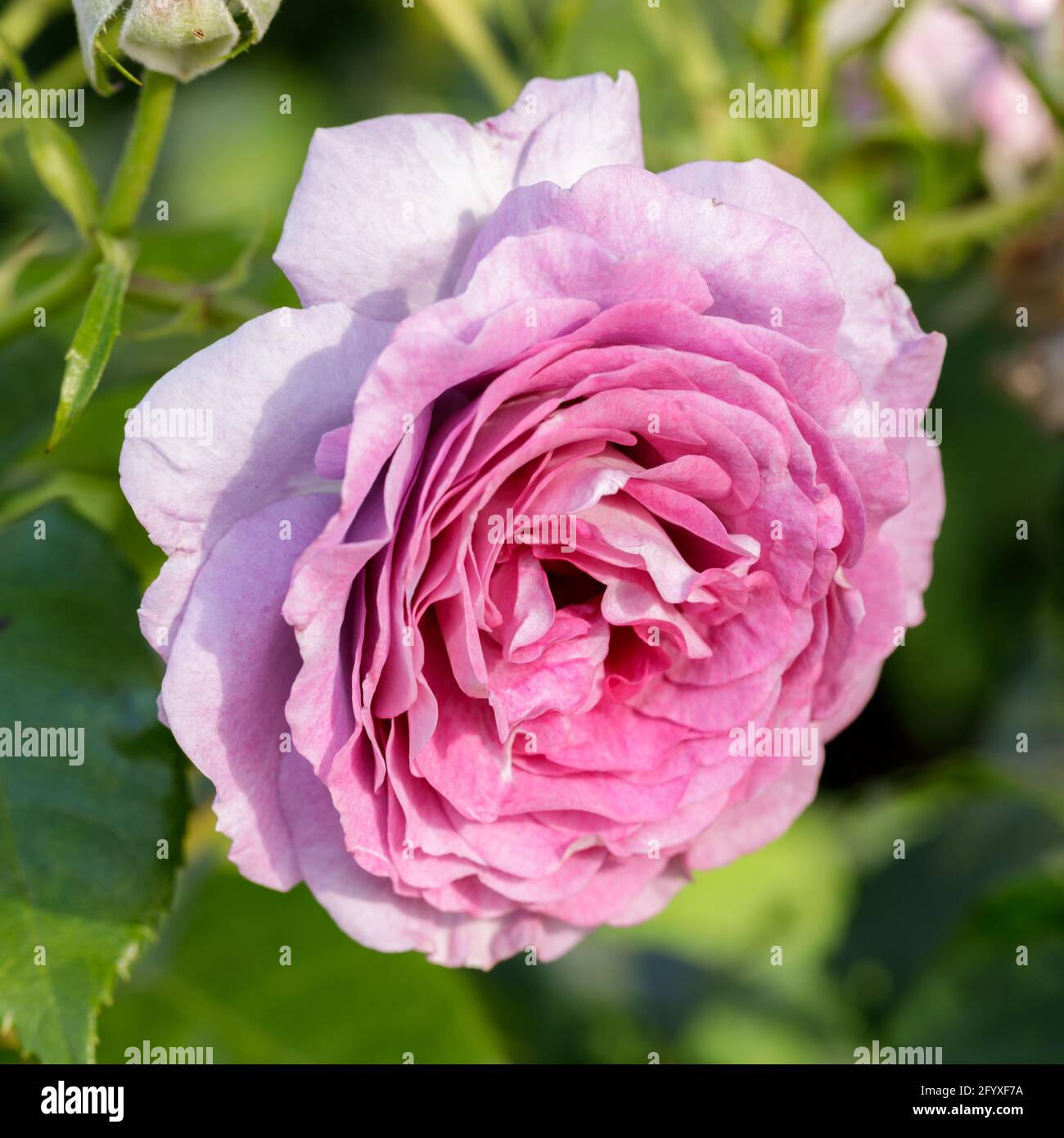 Violet's Pride Floribunda Rose in Bloom. San Jose Municipal Rose Garden, California, USA. Stock Photo