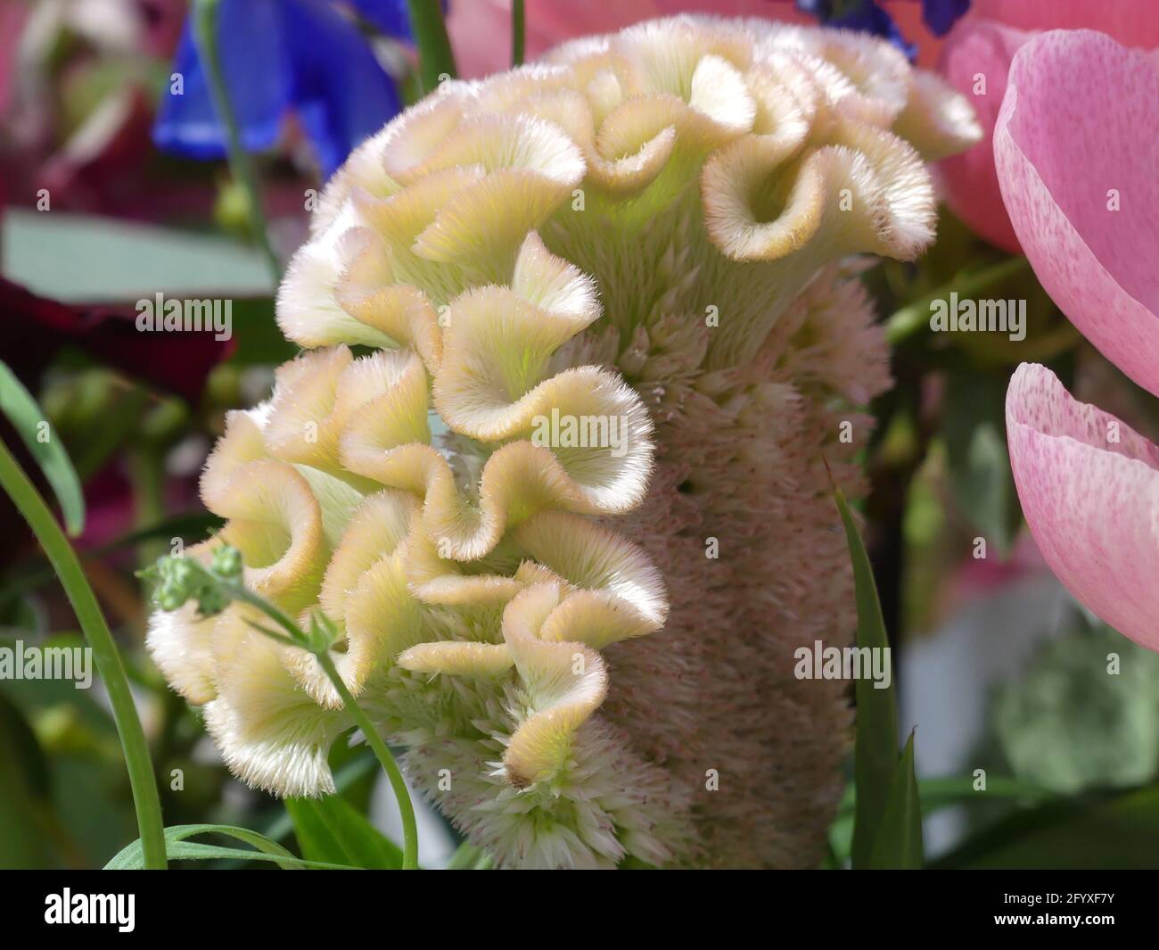 A closeup of a celosia plant with crested flower heads Stock Photo
