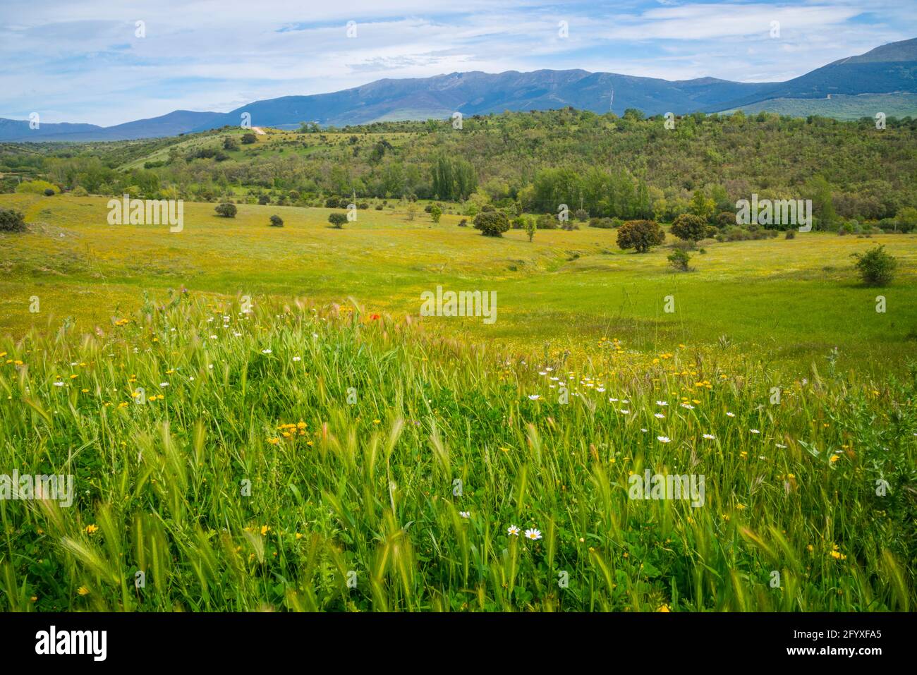 Spring landscape. Cerezo de Arriba, Segovia province, Castilla Leon, Spain. Stock Photo