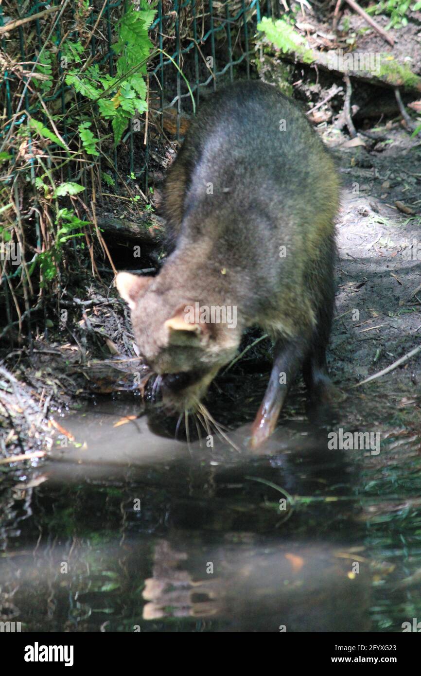 Crabeating raccoon in Overloon zoo, the Netherlands Stock Photo Alamy