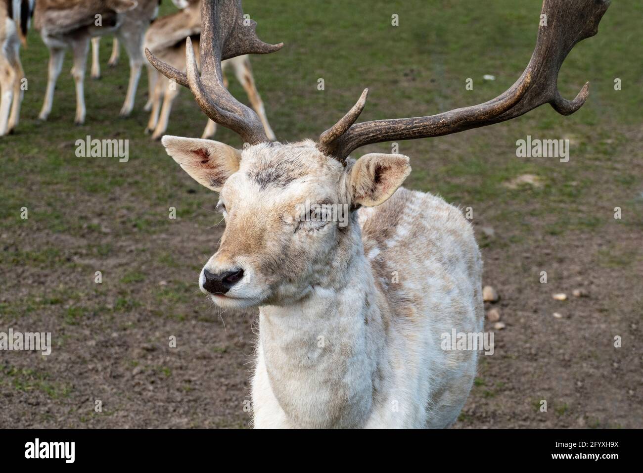 Damwild Hirsch mit Schaufelgeweih auf einer Wiese Stock Photo