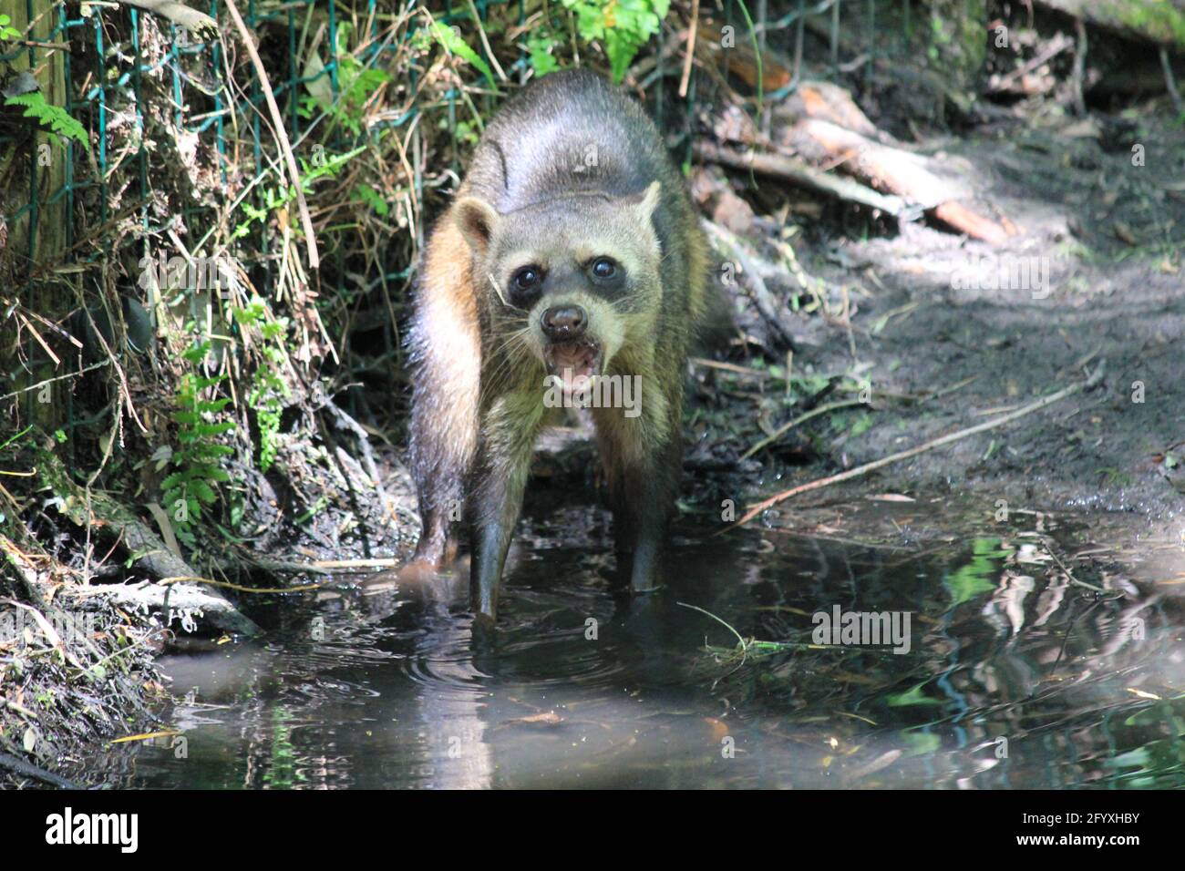 Crabeating raccoon in Overloon zoo, the Netherlands Stock Photo Alamy