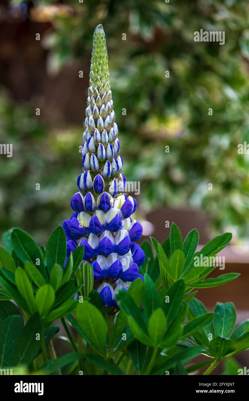 Lupinus 'King Canute' Stock Photo