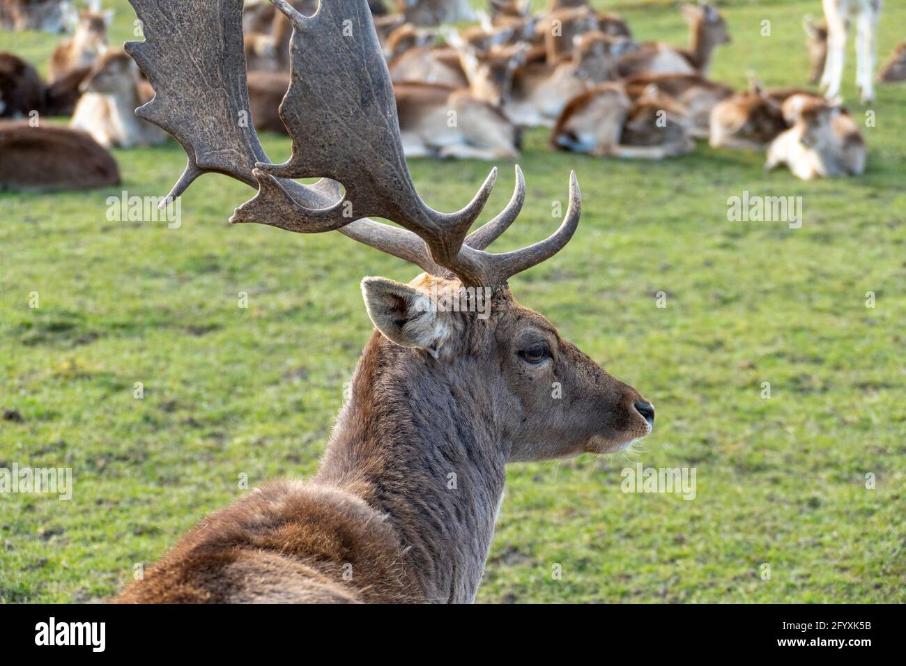 Damwild Hirsch mit Schaufelgeweih auf einer Wiese Stock Photo