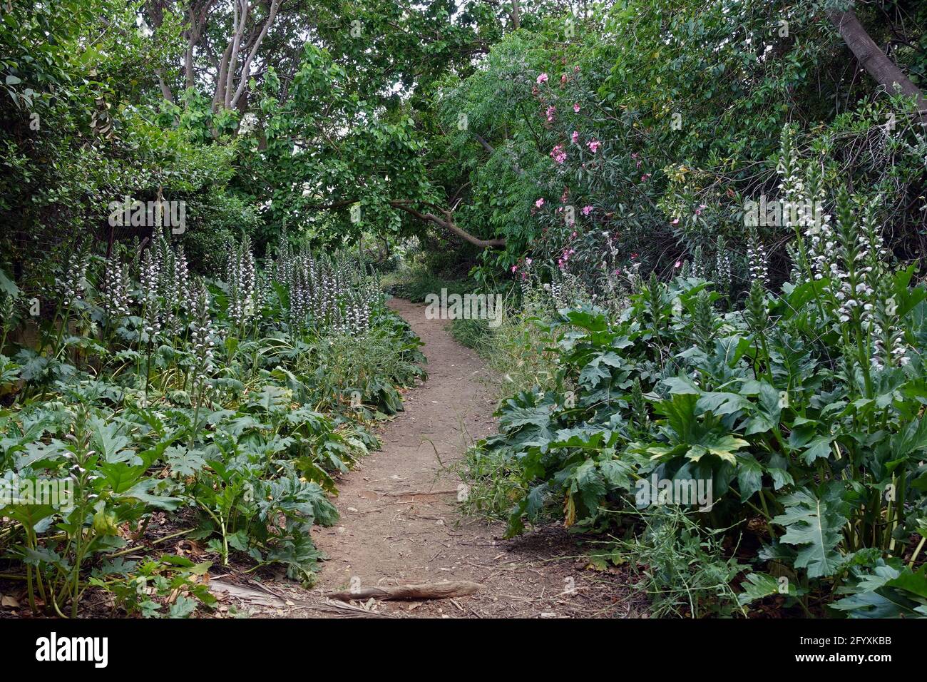 Footpath shortcut under trees with acanthus plant flowers. Spring landscape. Stock Photo