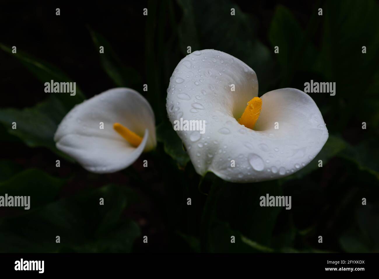 white calla flowers on dark and unfocused background Stock Photo