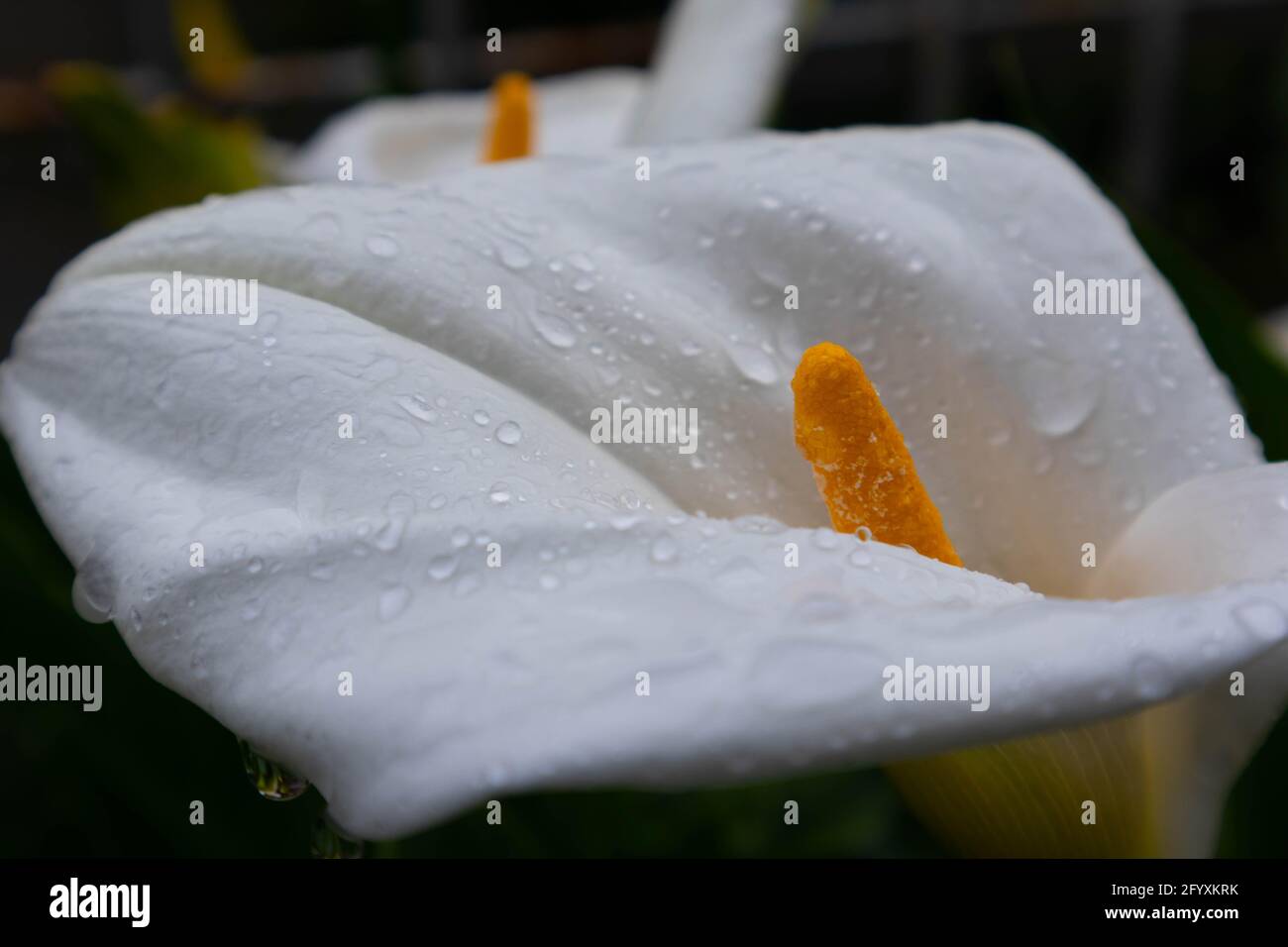 white calla flowers on dark and unfocused background Stock Photo