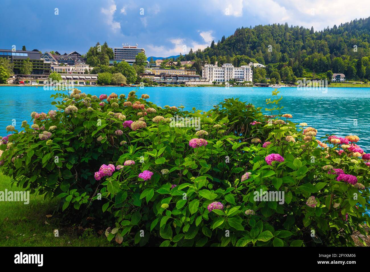Hydrangea flower bushes on the lake shore. Hotels and restaurants on the waterfront, lake Bled, Slovenia, Europe Stock Photo