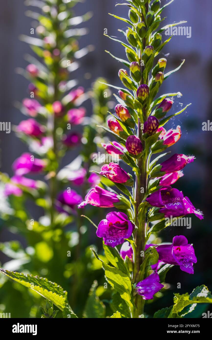 Digitalis Purpurea ‘Dalmation Purple’ Stock Photo - Alamy