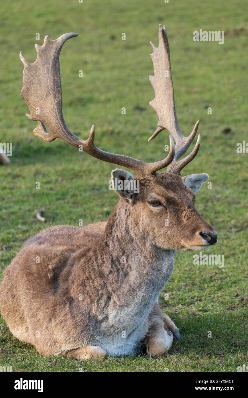 Damwild Hirsch mit Schaufelgeweih auf einer Wiese Stock Photo