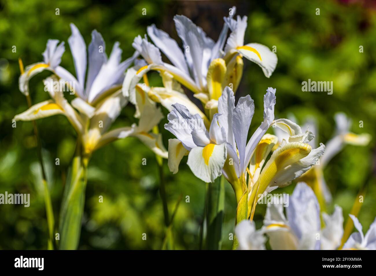 Iris ‘White Excelsior’ Stock Photo