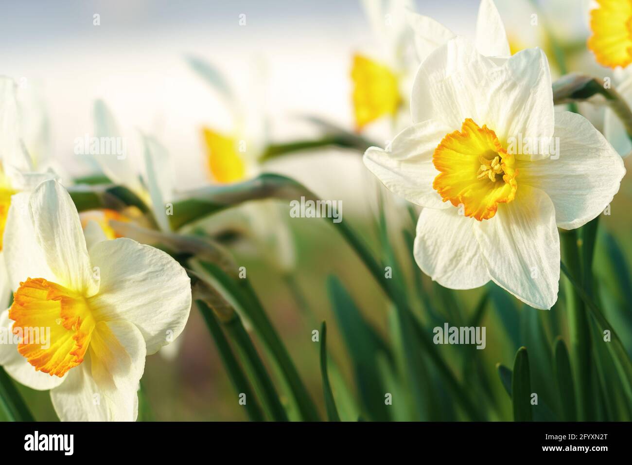 Close up of a daffodil in sunshine Stock Photo