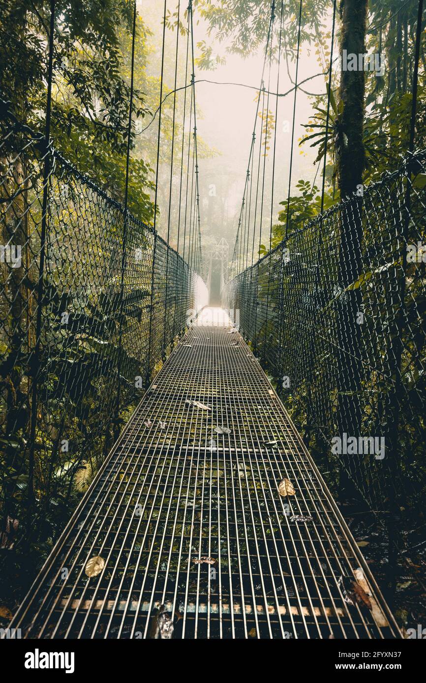 Hanging Bridge in the Forest. Rope Bridge. The Way through the