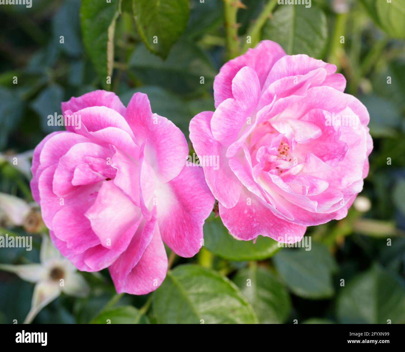 'Easy to Please' Floribunda Rose in Bloom. San Jose Municipal Rose Garden, California, USA. Stock Photo