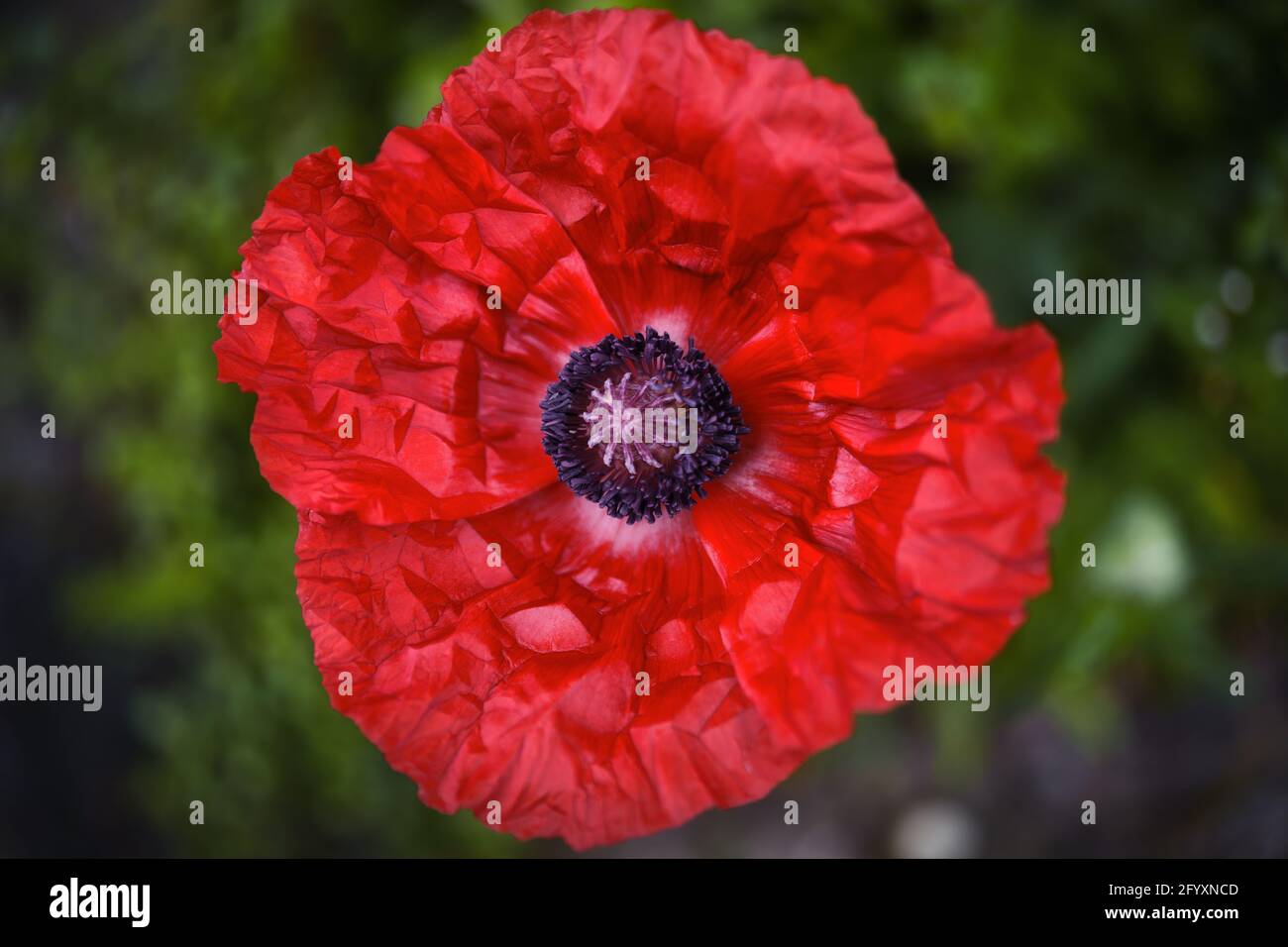 Close up from above of a red flower head of a poppy Stock Photo