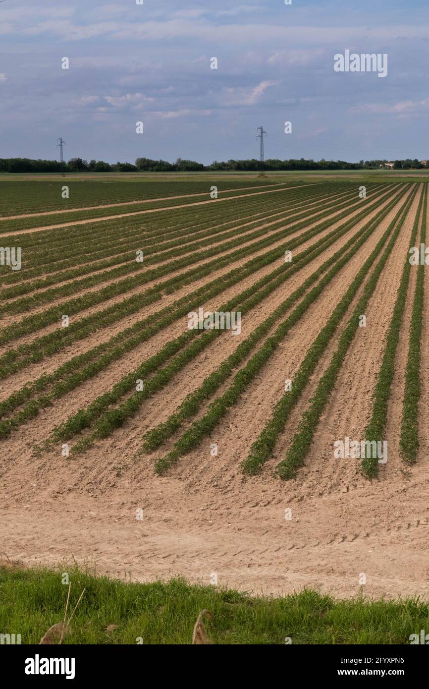 Tomato plantation in parallel rows for the food industry, Italy Stock ...