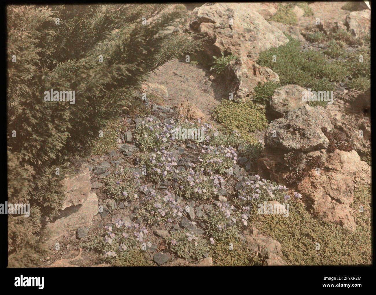 Flowers garden rock features hi-res stock photography and images - Alamy