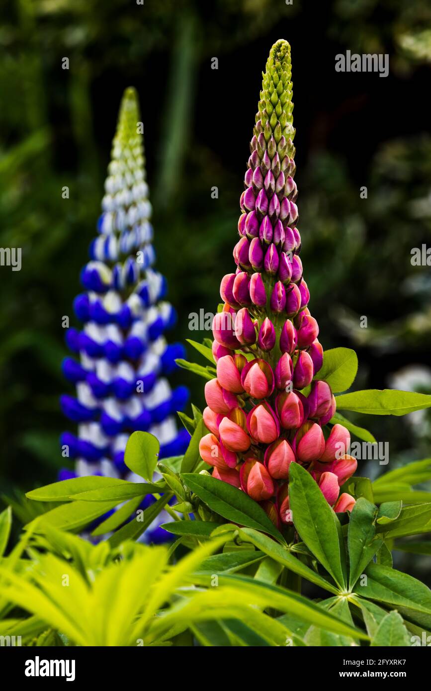 Lupinus 'King Canute' & the beautiful Legendary Rose Shades Lupin Stock