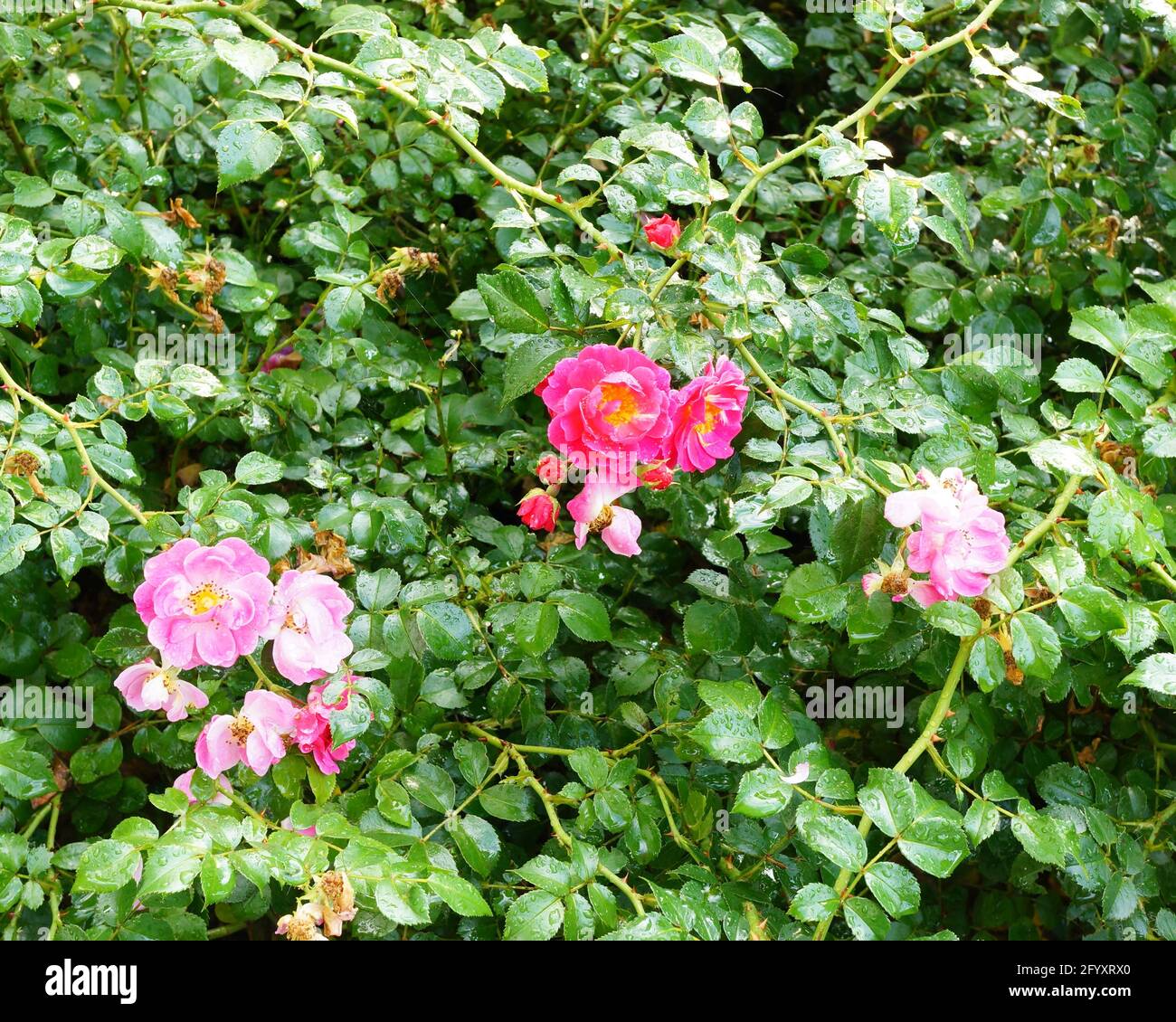 A vertical shot of little pink roses in a botanical garden Stock Photo ...