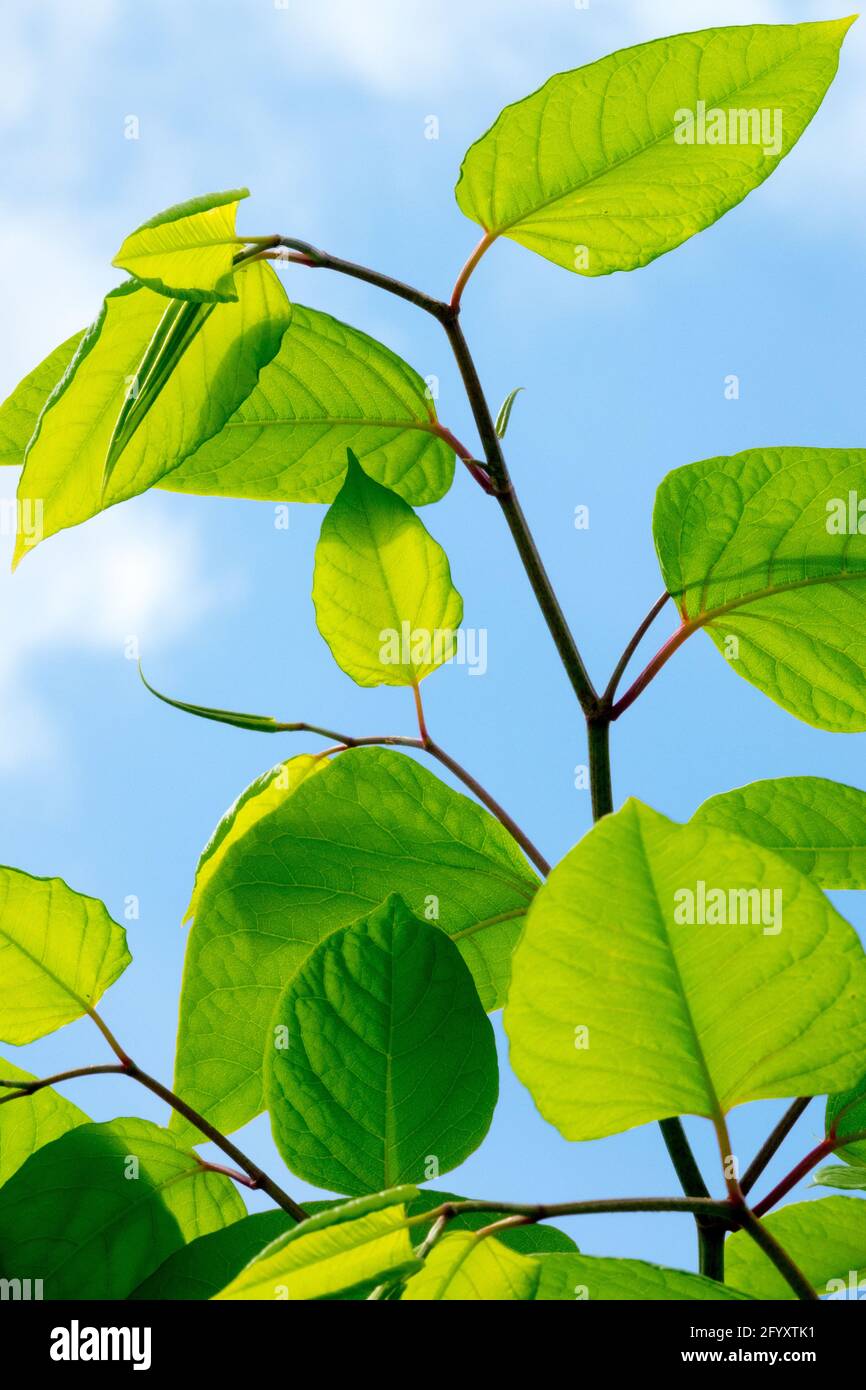 Japanese Knotweed leaves on new stems Asian Knotweed Fallopia japonica Reynoutria japonica foliage against the sky, Invasive plant Stock Photo