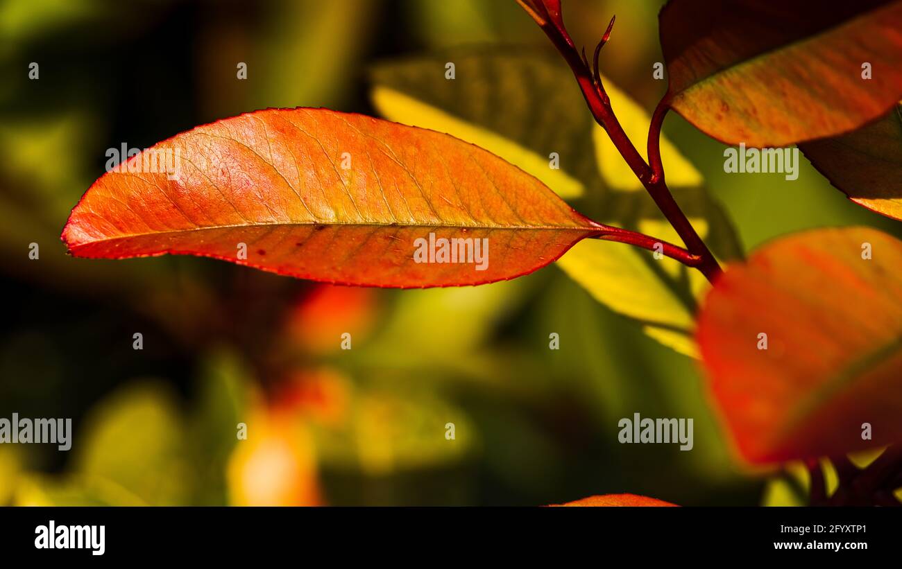 mango kush plant Black Mango  Mandala Seeds Shop