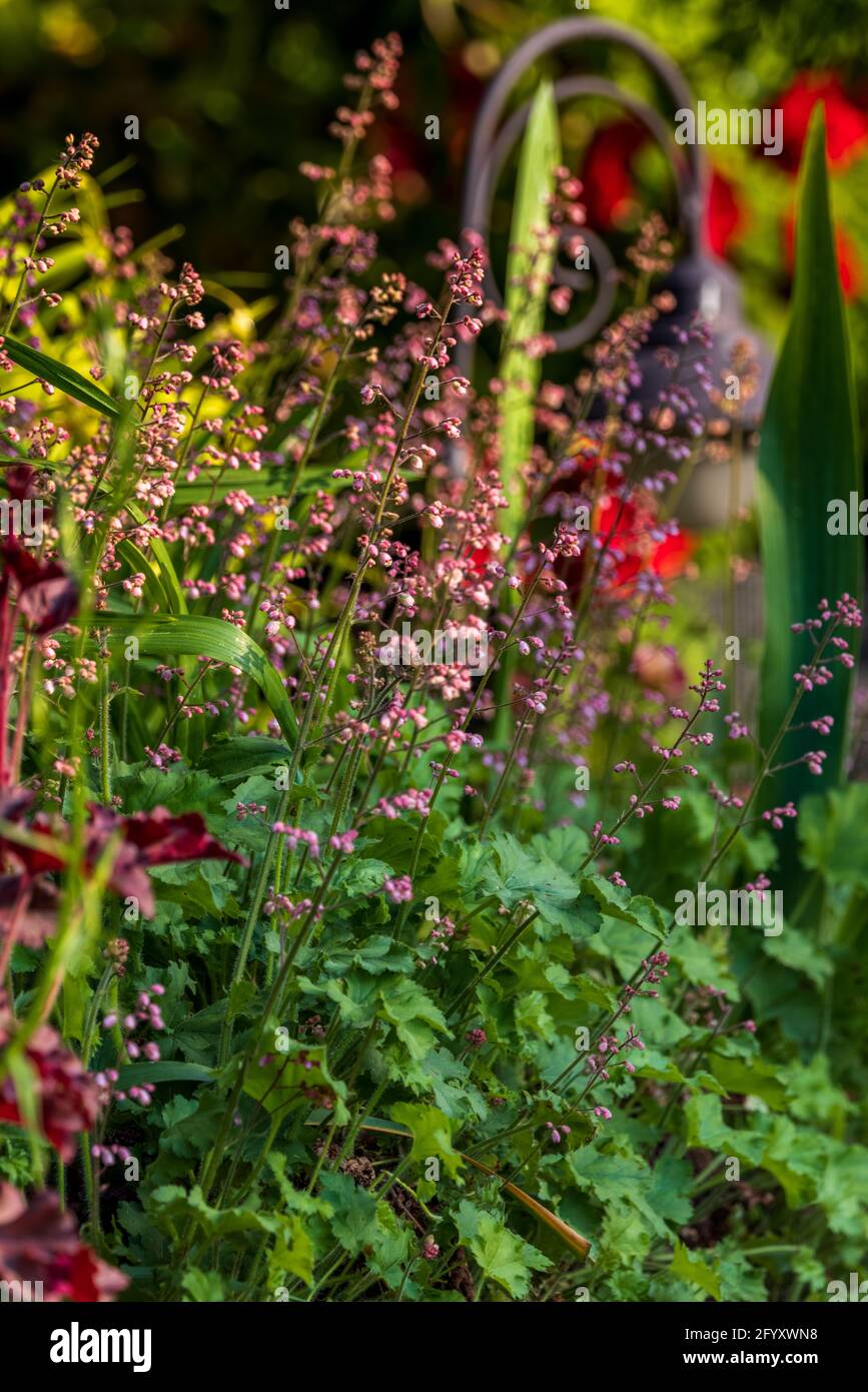 Heuchera also known as alumroot and coral bells Stock Photo