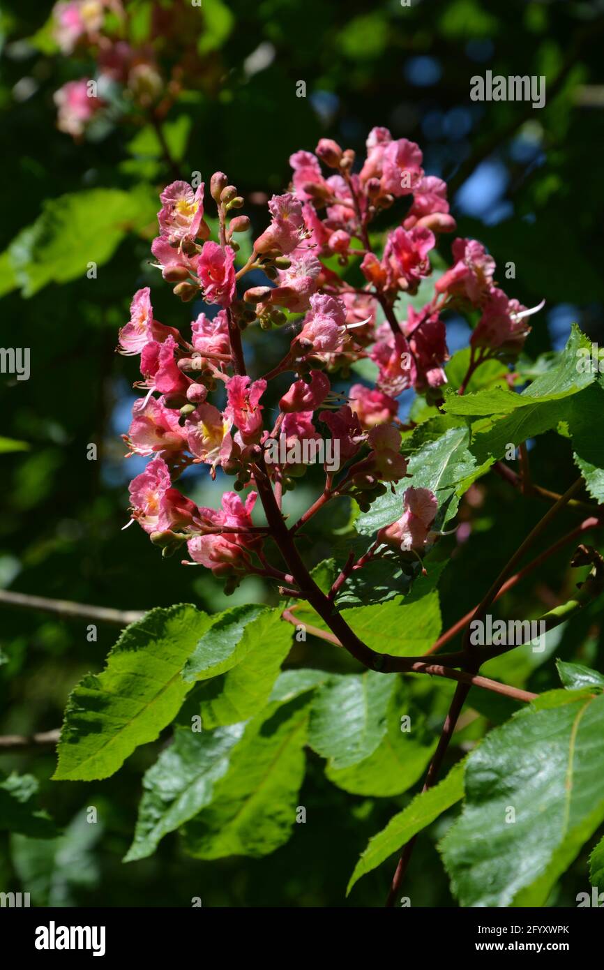 Horse Chestnut in the World Stock Photo