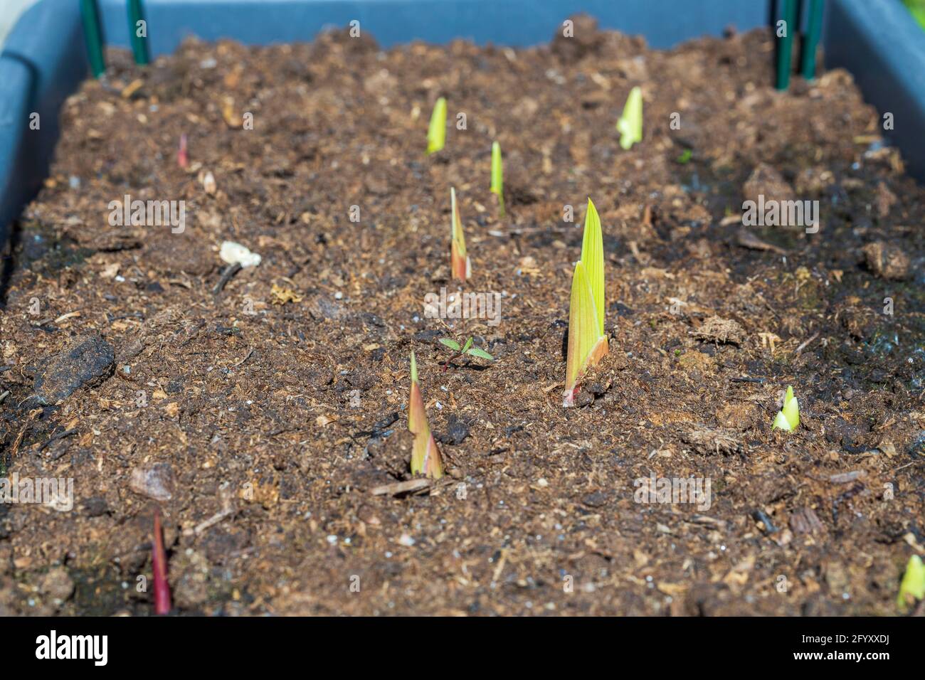 Sprouting gladiolus hi-res stock photography and images - Alamy