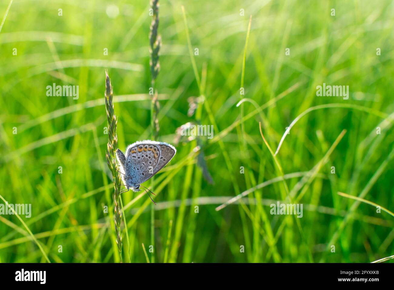 A silver strewn blue butterfly Plebejus argus is resting and sitting on the grass against a blurred green background. Common small blue butterfly in Stock Photo