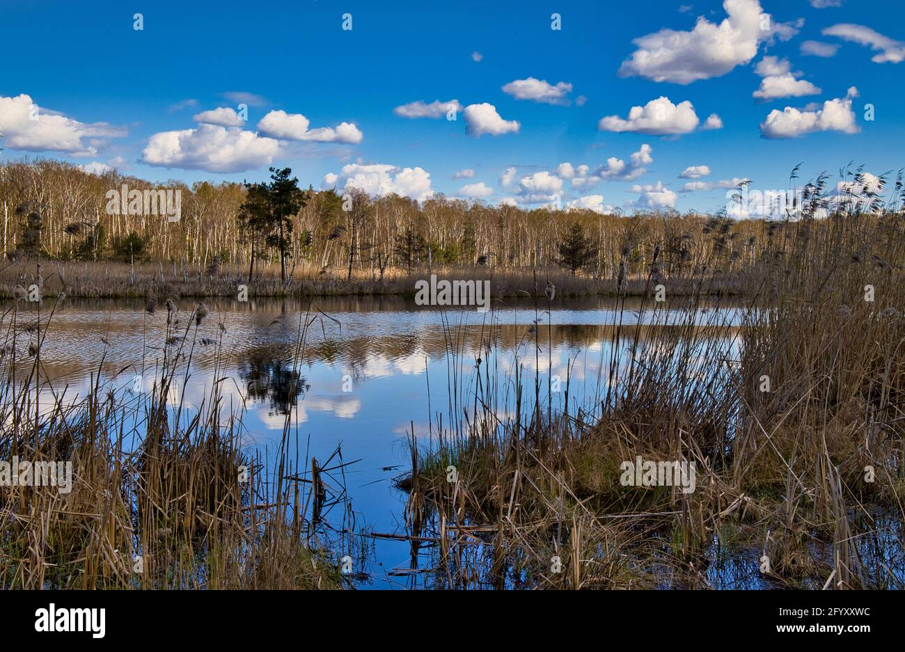 Beautiful landscape with lake and surrounding swamps, early spring, under blue sky with white clouds. April. Poland. Horizontal view. Stock Photo