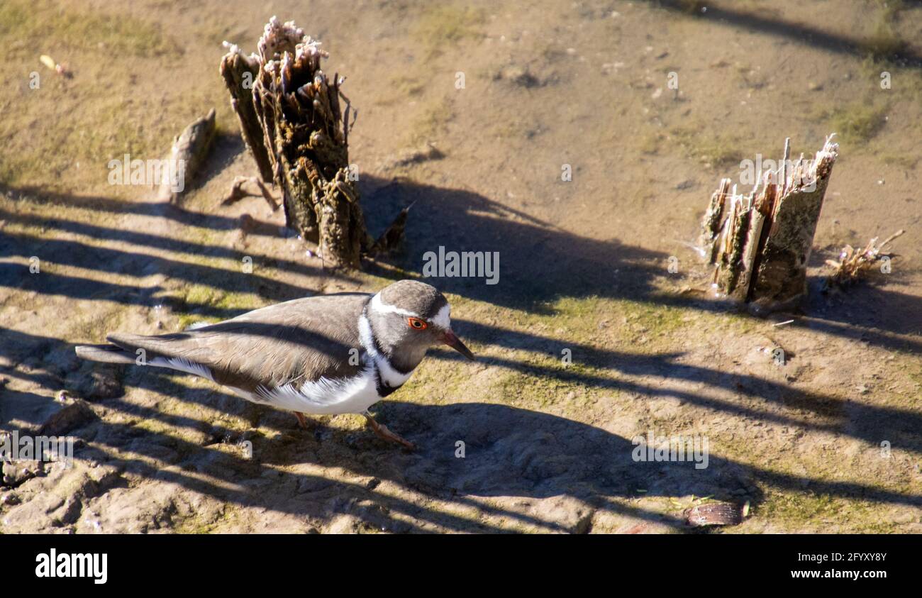 A small three-banded plover feeds in a wetland in the Karoo National Park in South Africa Stock Photo