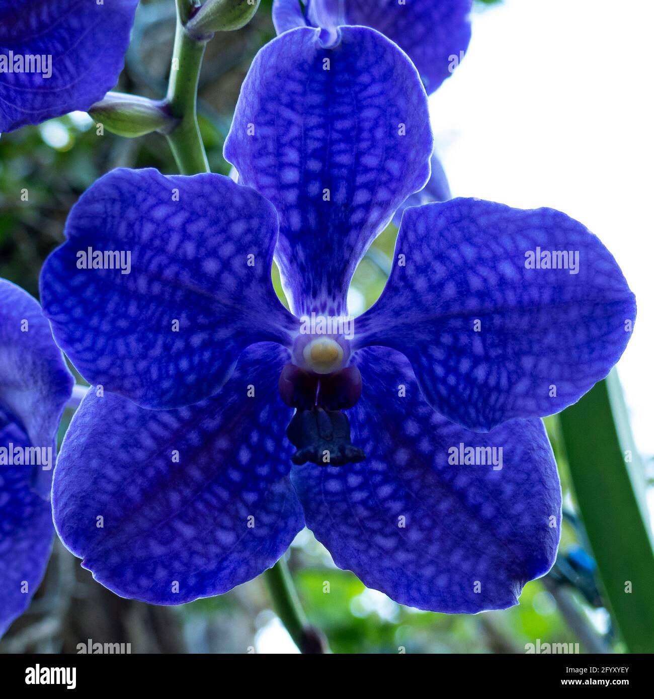 Purple Vanda Orchid. Close up in Anchieta, State of Espirito Santo, Brazil. Stock Photo