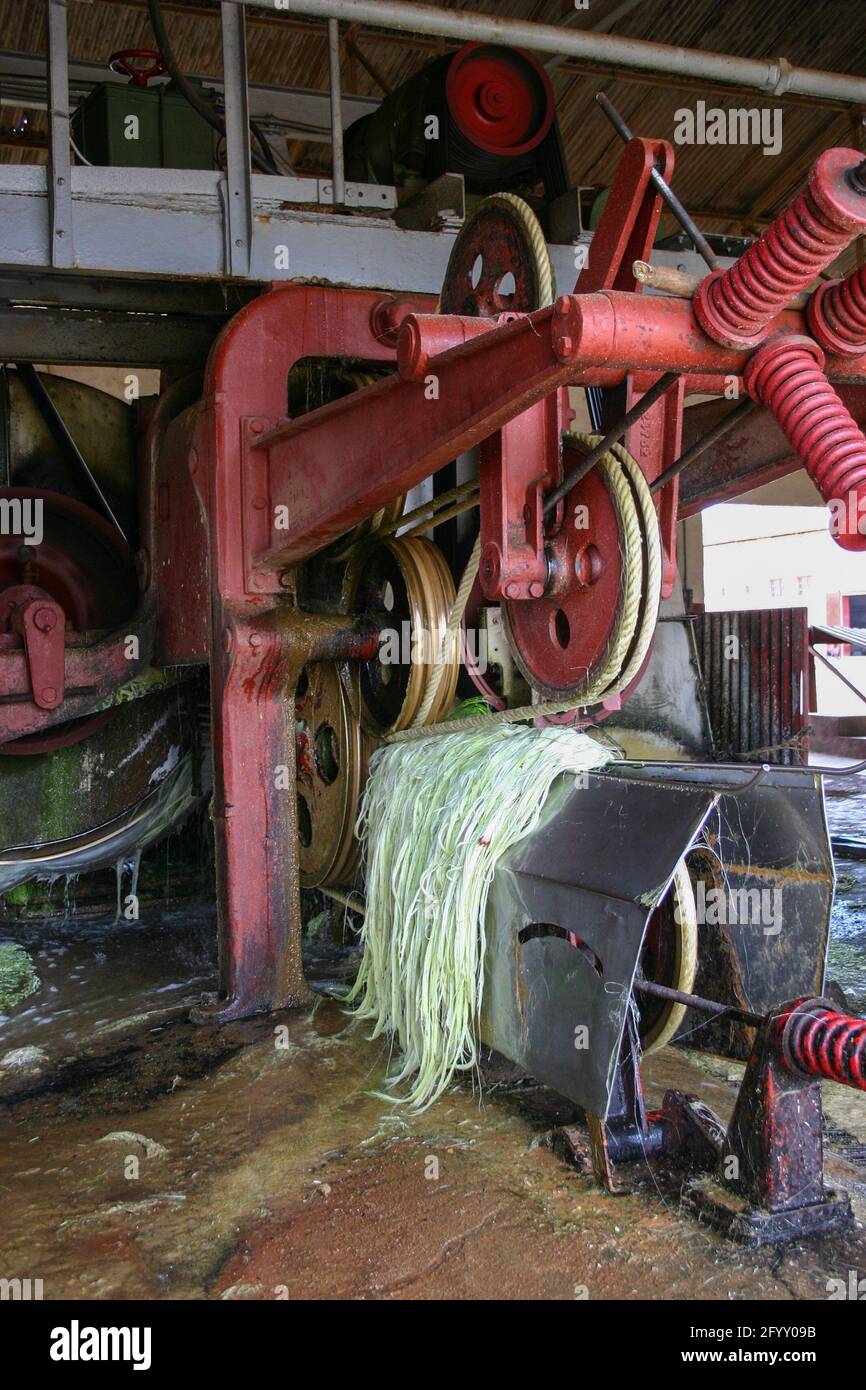 Stripping the fibre from the sisal plant Stock Photo