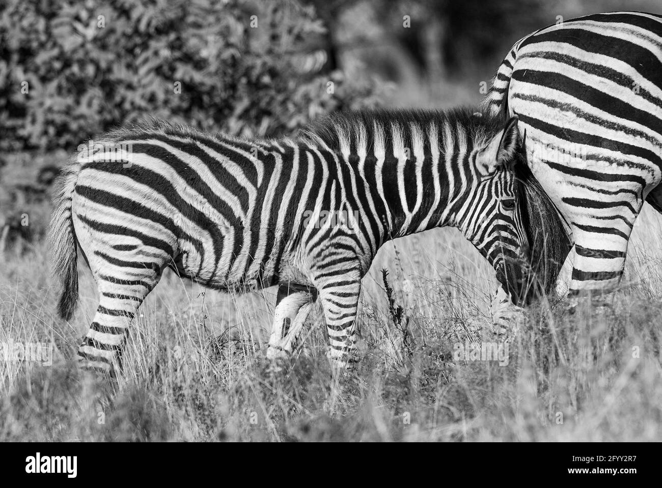 Cape Zebra in Savannah environment, Kruger National Park, South Africa. Stock Photo