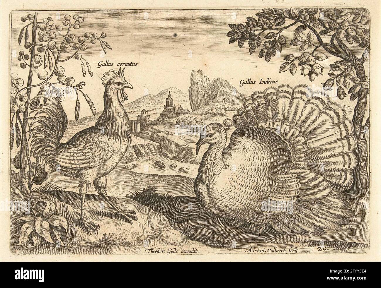 Two prain in a landscape; AvIVM Vivae; Birds. A rooster and turkey in a landscape with a waterfall. The print is part of a series of birds as subject. Stock Photo