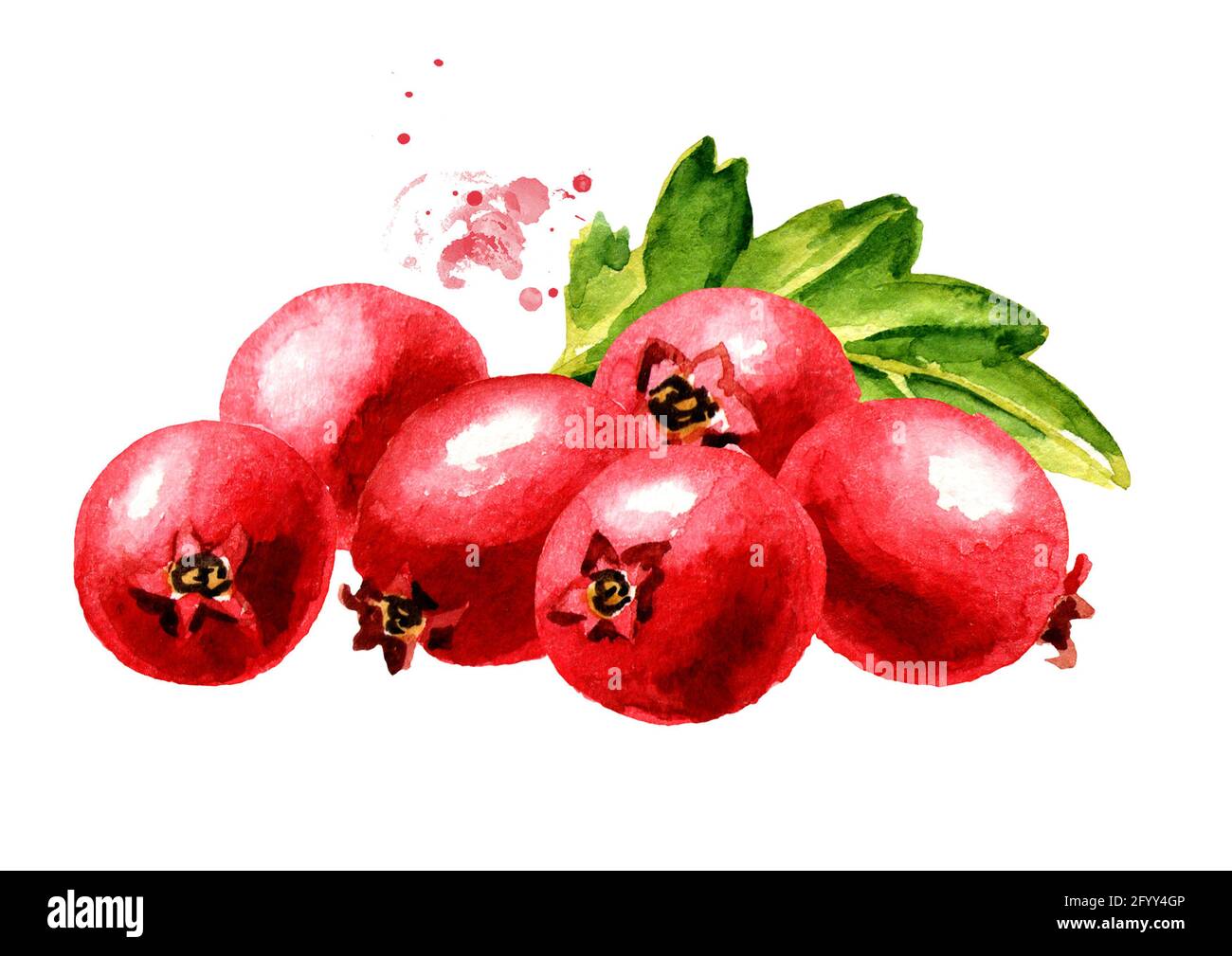 Heap of Hawthorn berries with green leaves. Watercolor hand drawn illustration, isolated on white background Stock Photo