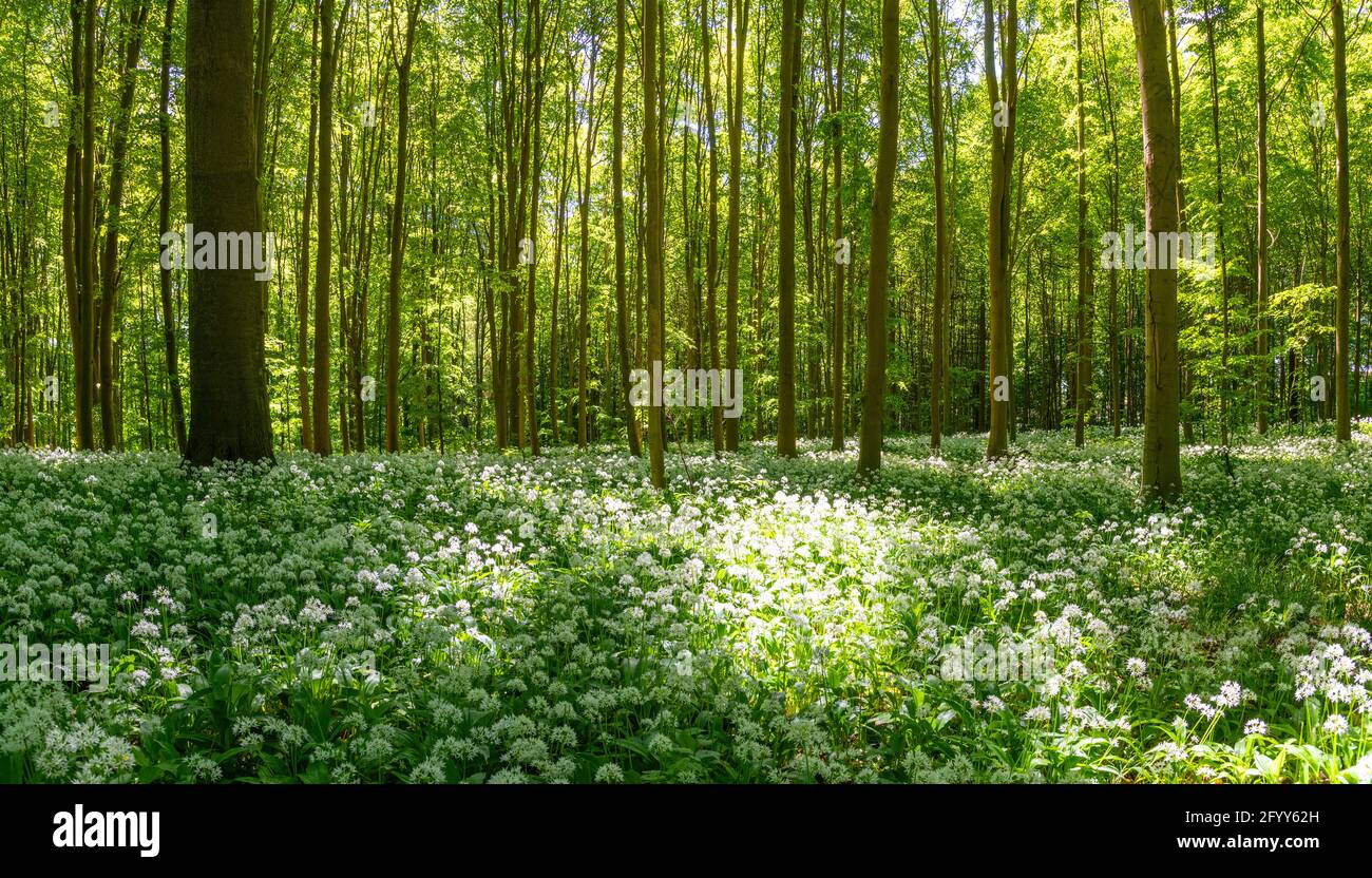A Beechwood forest full of wild garlic flowers Stock Photo