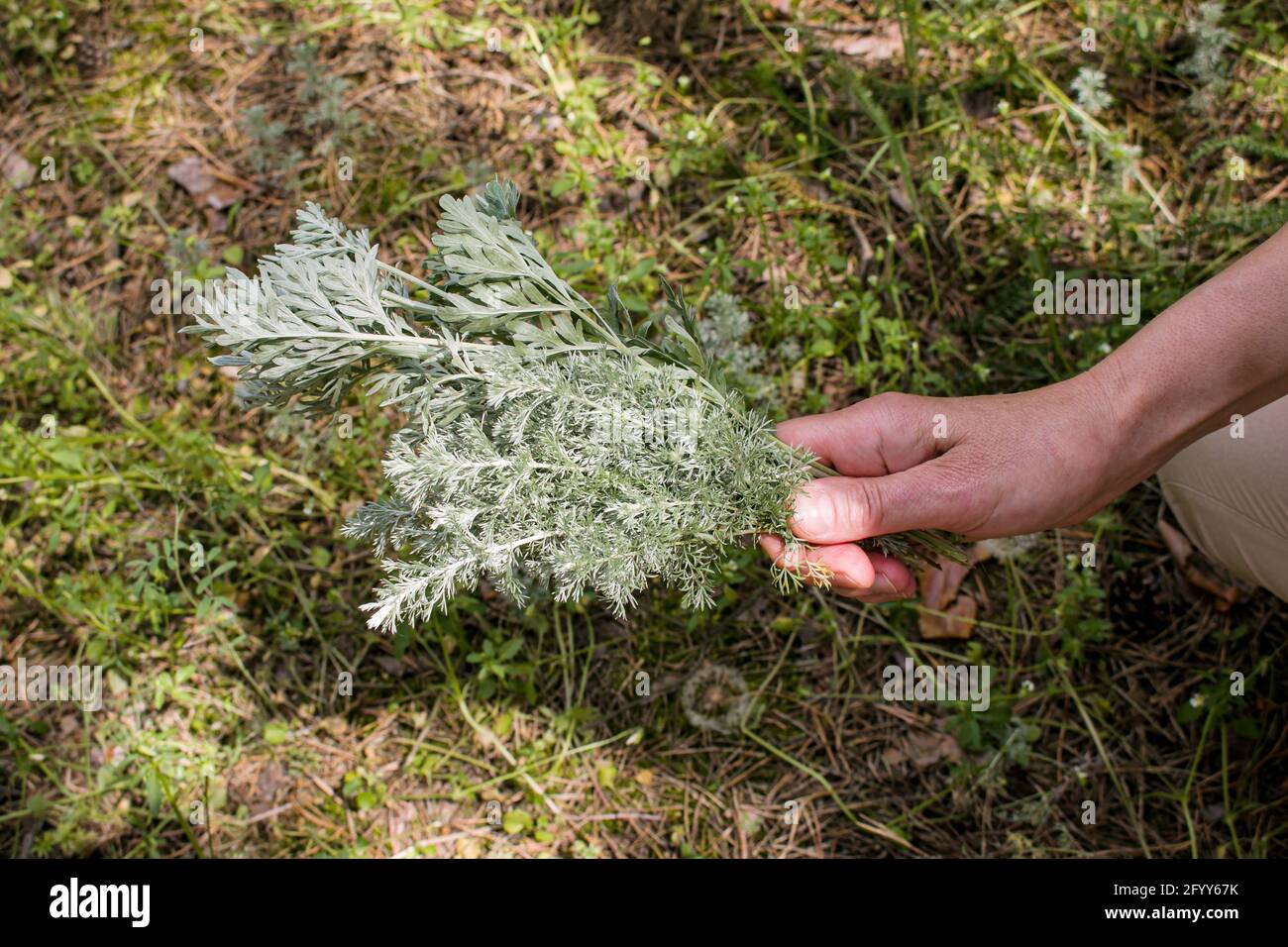 Female hands hold branches with wormwood leaves. Artemisia absinthium, absinthe wormwood is a natural hygiene product. Stock Photo