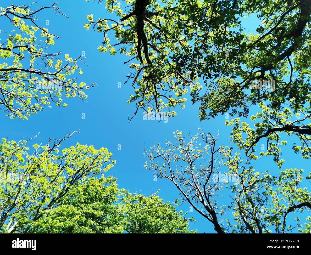 A low angle shot of trees with green leaves and a blue sky Stock Photo ...