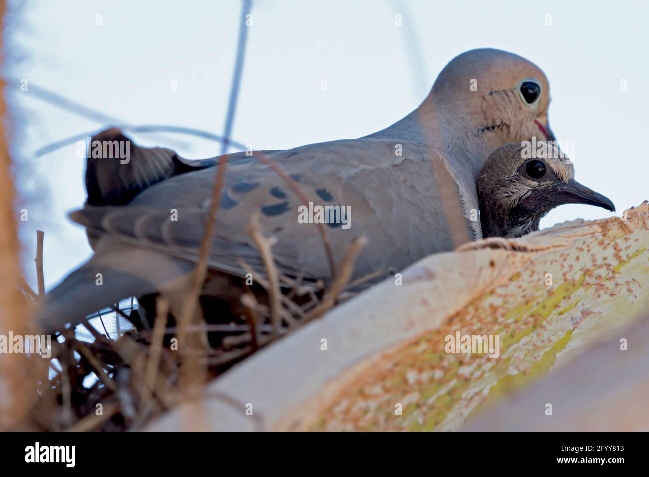 Mother Bird Protecting Her Newborn Baby Stock Photo Alamy