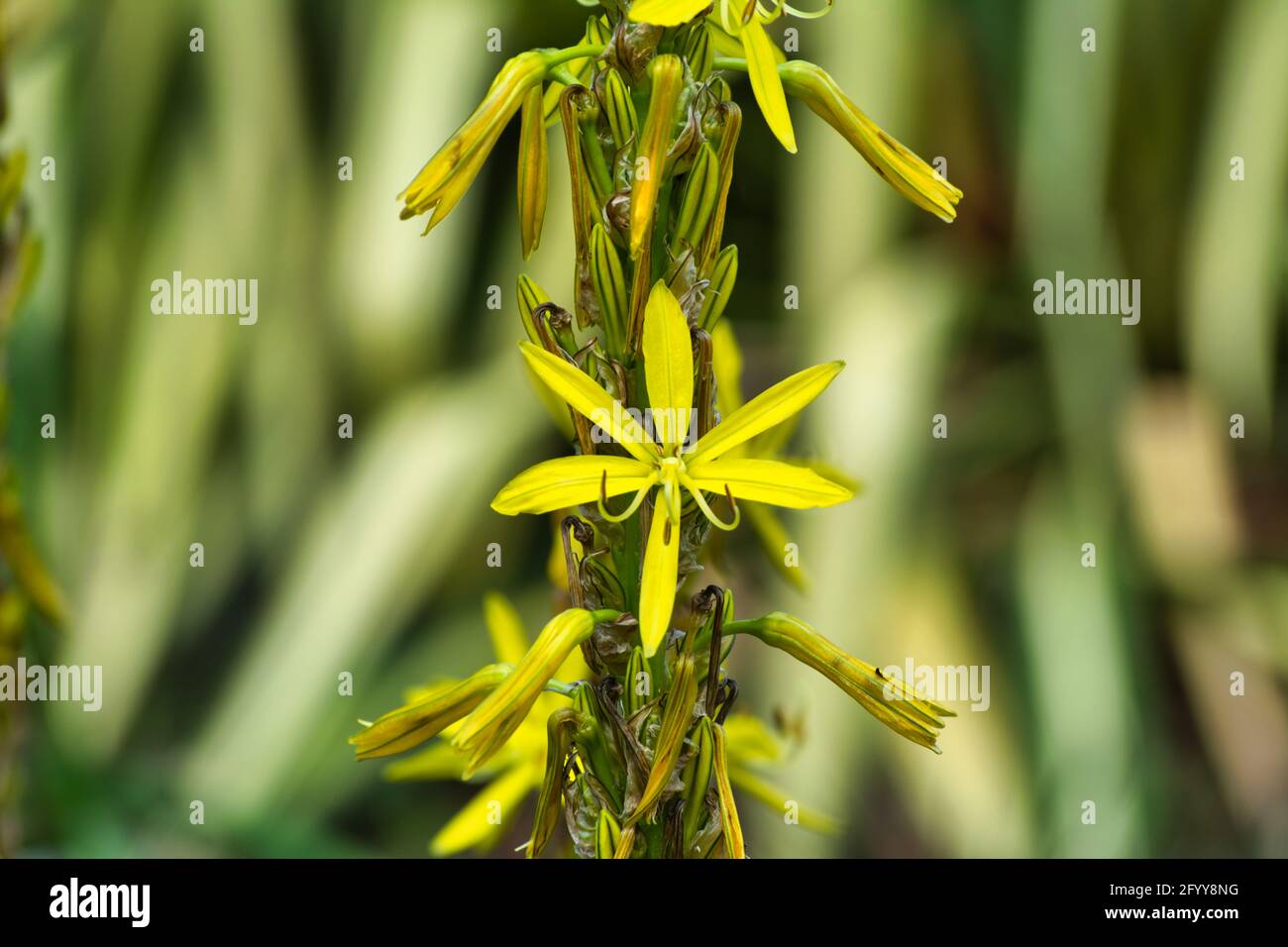 Asphodeline yellow flower. Stock Photo