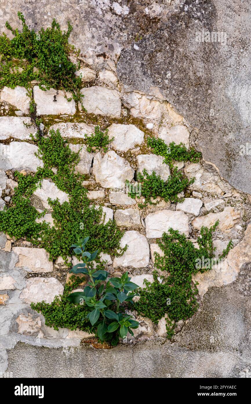 old stone wall with plants growing in the cracks Stock Photo - Alamy