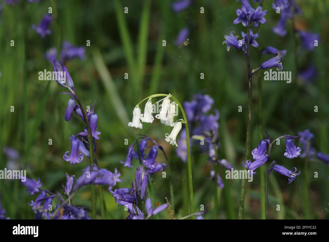 A white flower head of a Bluebell among the common purple plants, this mutation found in a woodland in Scotland, in the springtime blaze of colour. Stock Photo