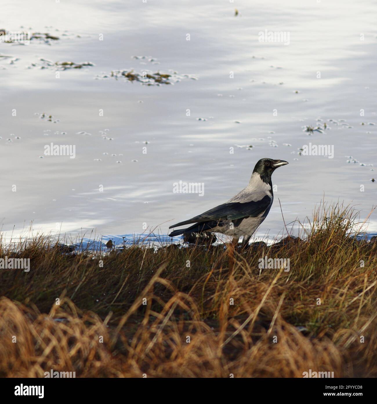 Corvus cornix, Hooded Crow a bird of the remote highlands, standing in rough grass, set with snow behind, so making the image idea for text around it. Stock Photo