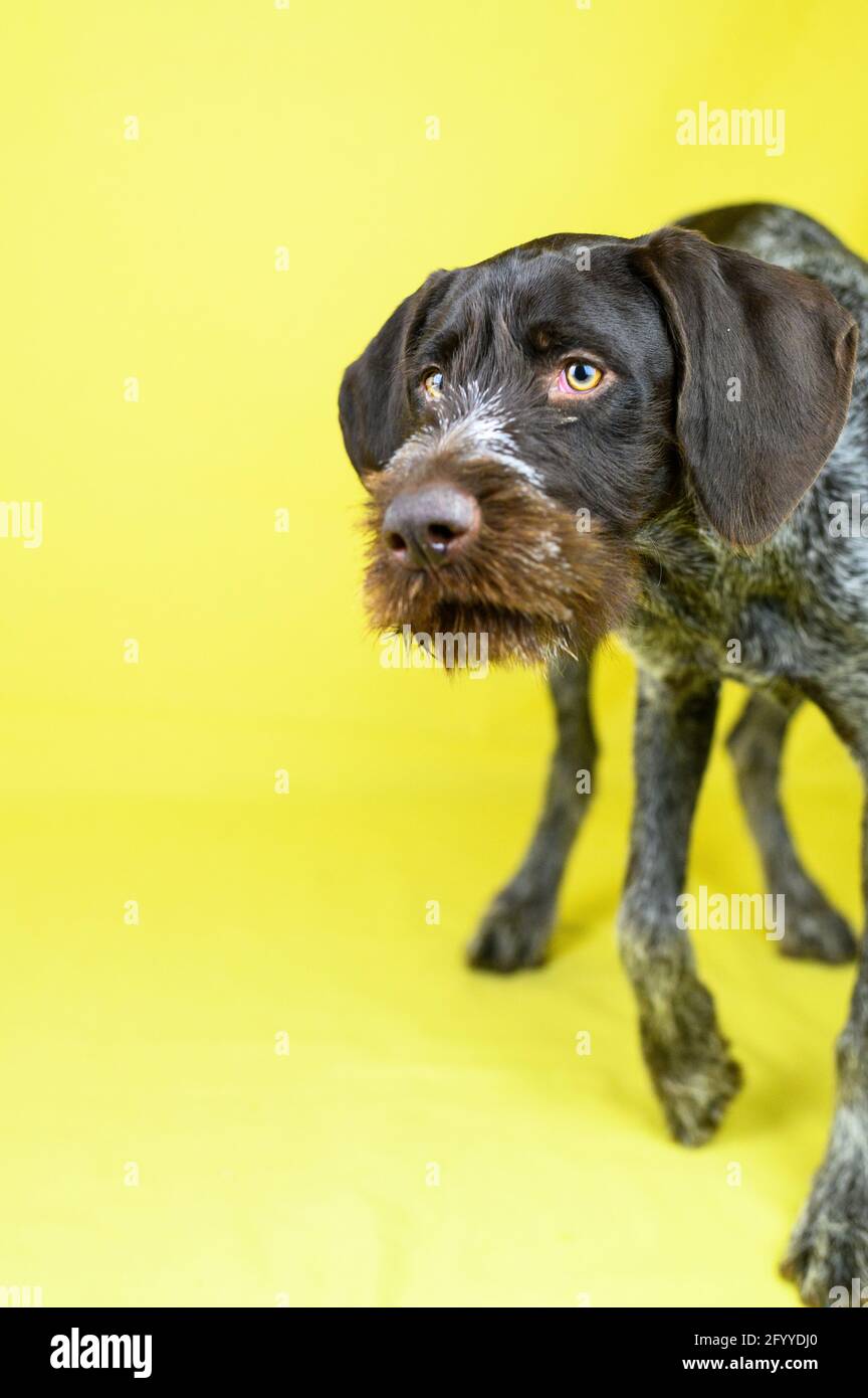 Playful German Shorthaired Pointer dog sitting in yellow studio looking away Stock Photo