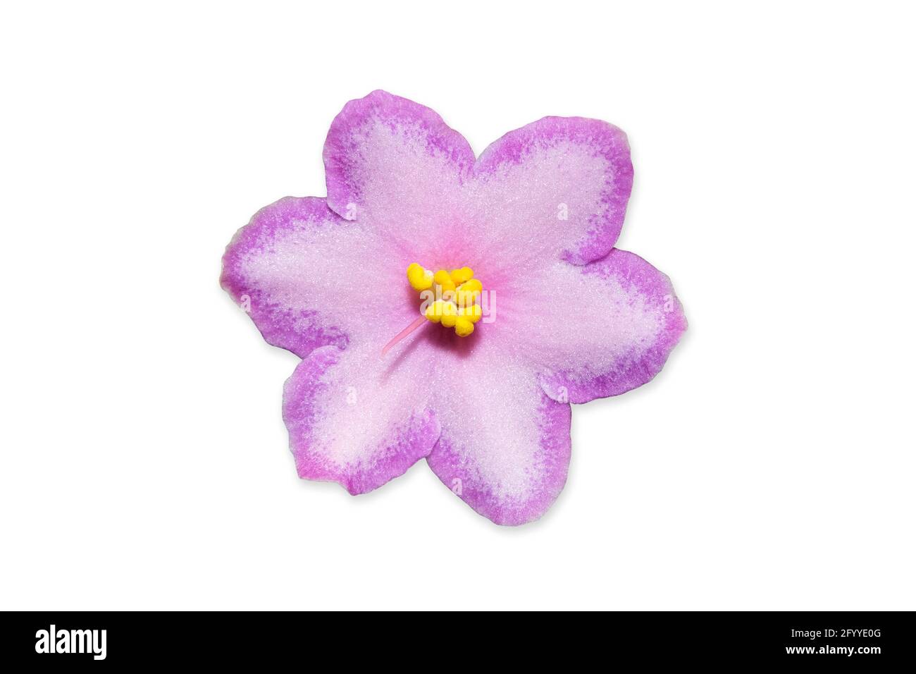 Beautiful pink and purple flower african violet isolated on white macro photo Stock Photo
